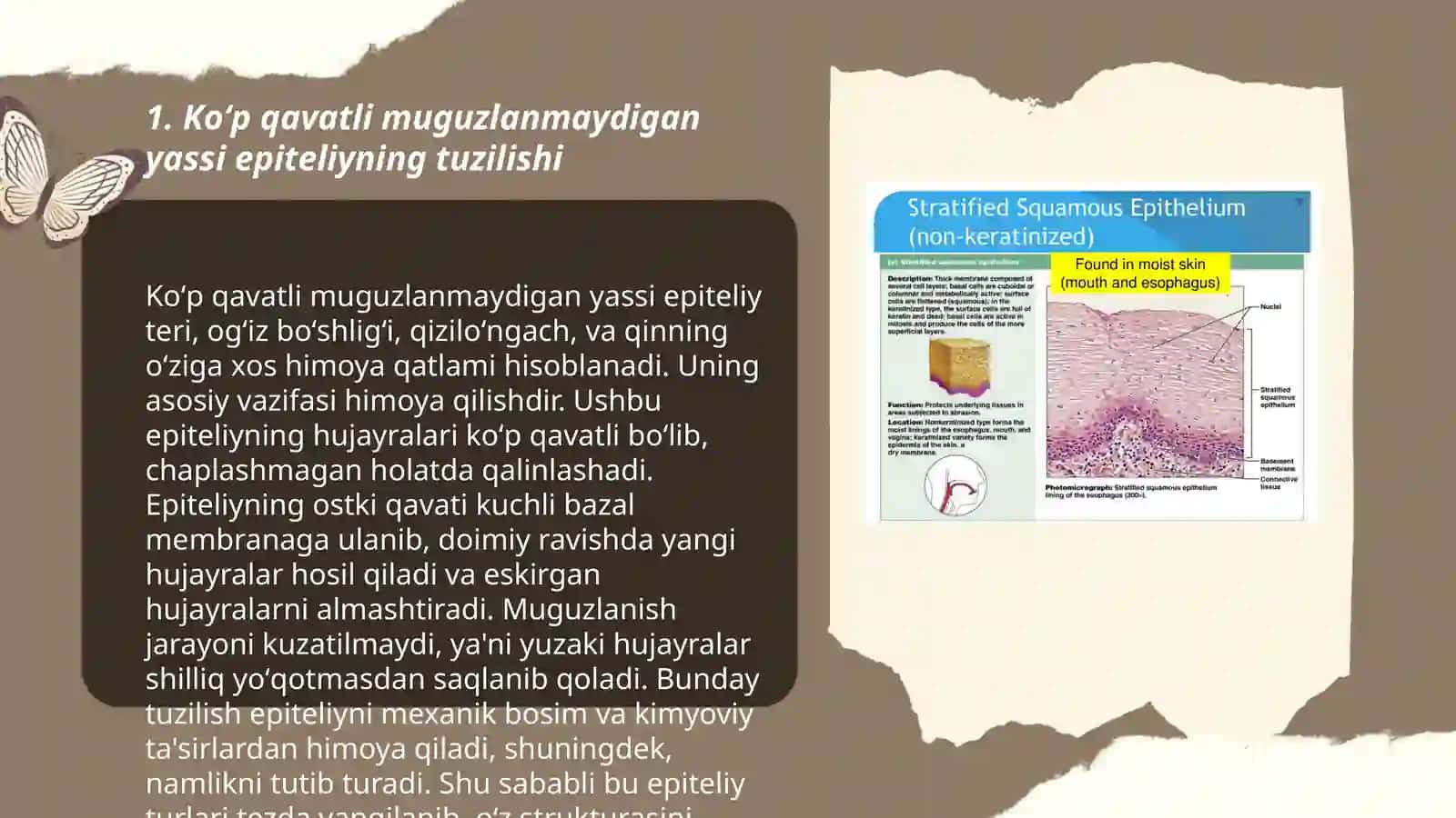 Koʻp qavatli muguzlanmaydigan yassi epiteliyning qavatlarini tahlil qilish 3