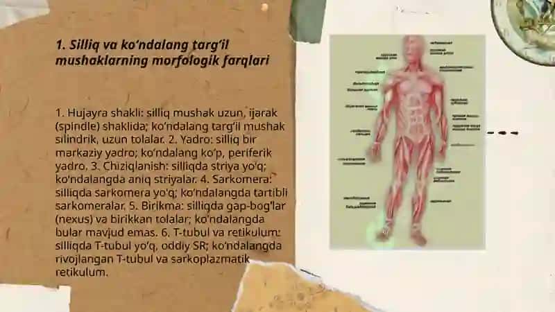 Silliq va koʻndalang targʻil mushaklar,fiziologik farqlari 3