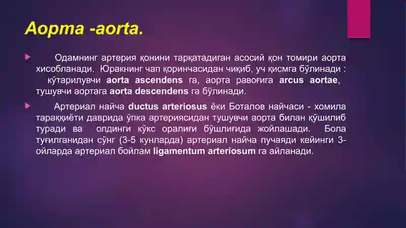 Аорта. Аорта равоғи. Умумий уйқу ва ташқи уйқу артерияси. 3