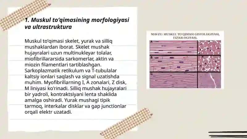 Muskul fiziologiyasi 3