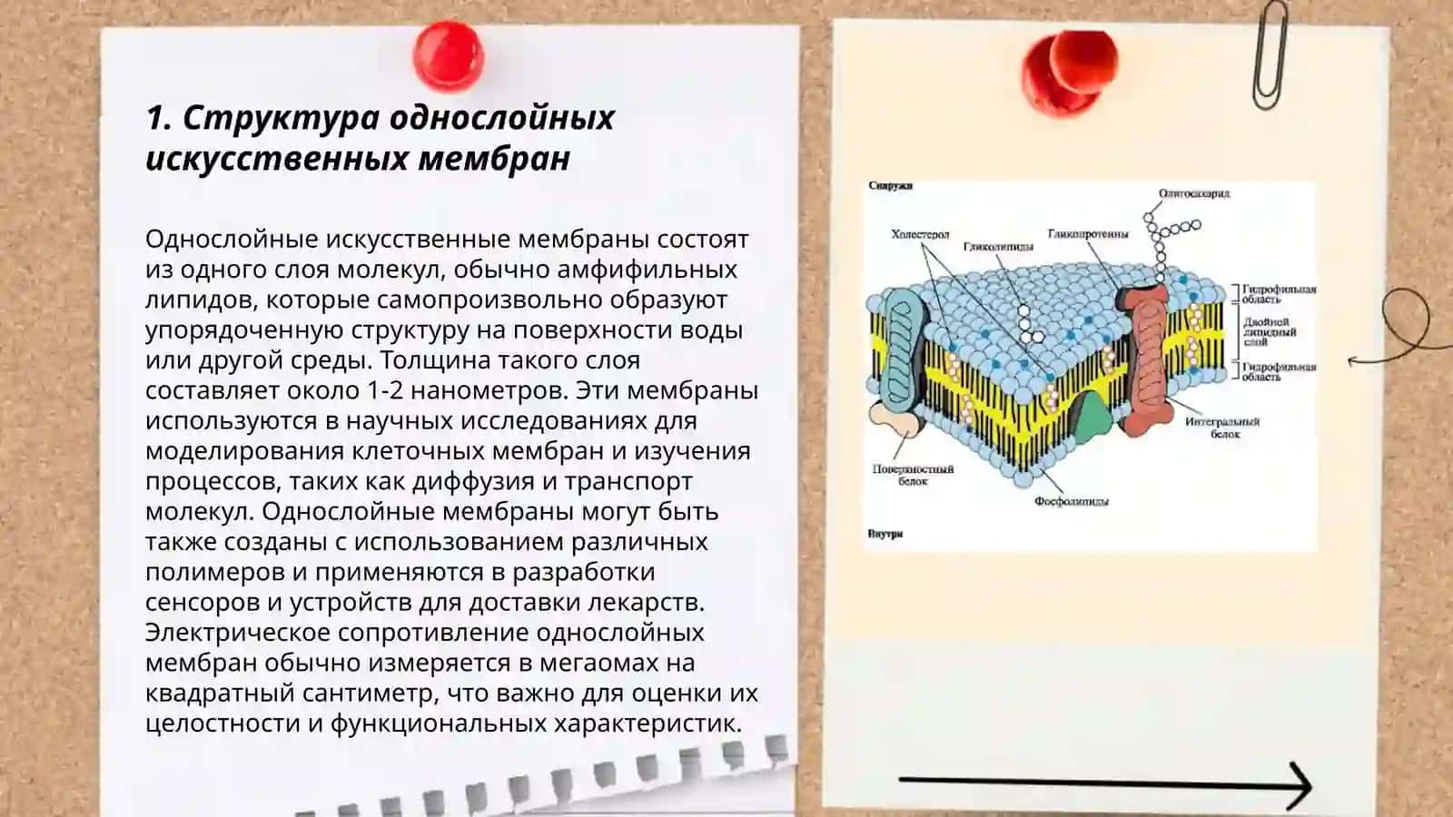 Однослойные и двухслойные искусственные мембраны 3