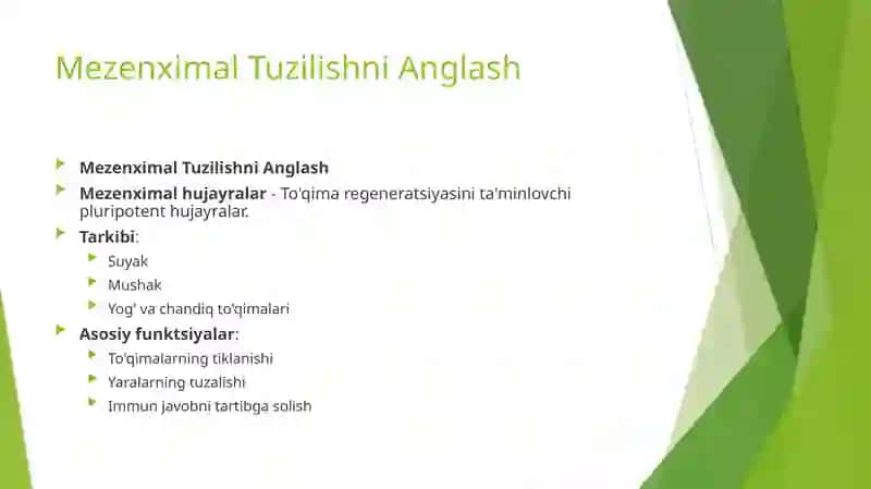 Mezenxima tuzulishi ahamiyatini mononuklear fagositlar tizimi tarkibi bilan funksional ahamiyati 3