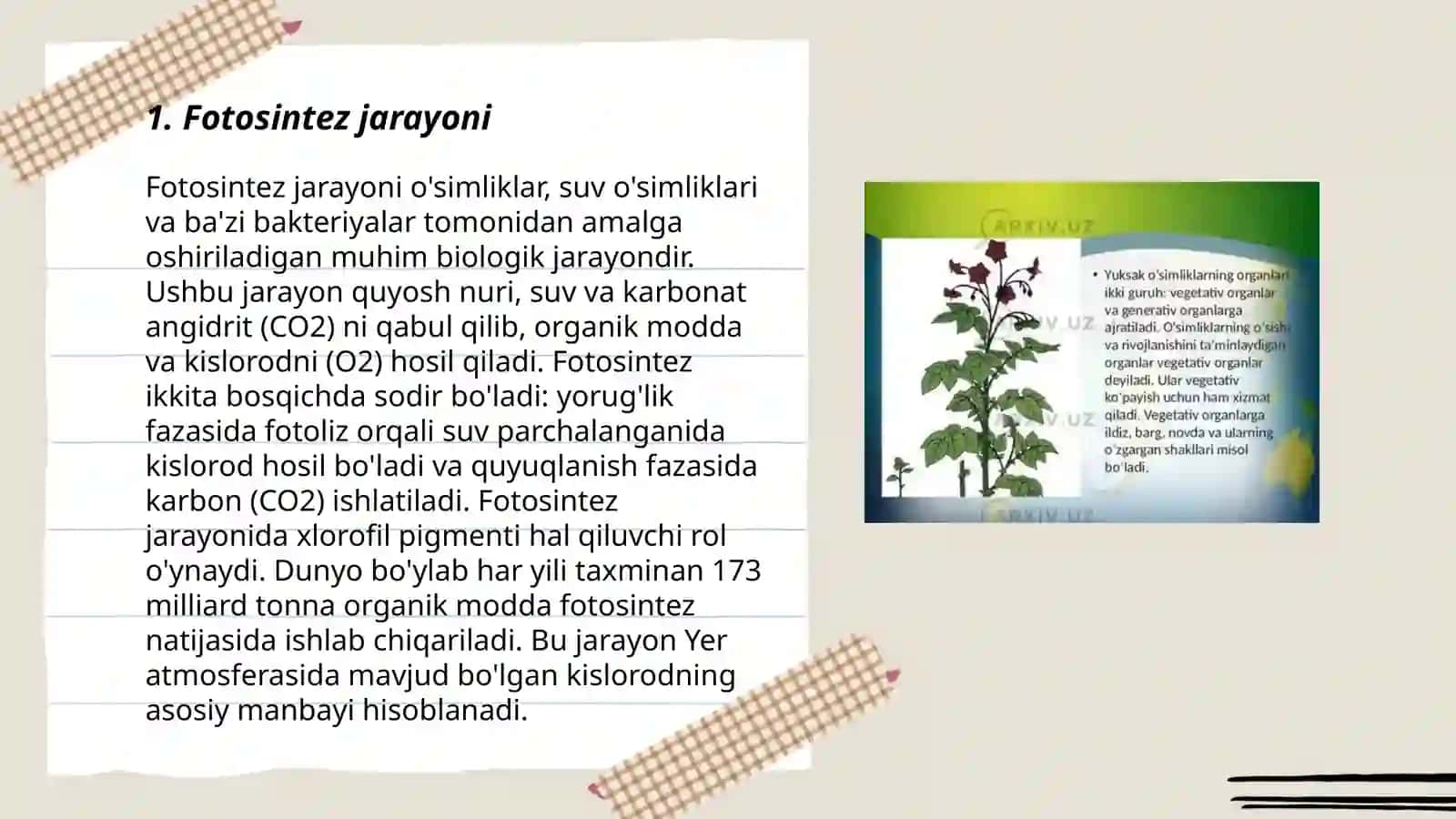 Oʻsimliklarining kelib chiqishi va organlarning paydo boʻlishi 3