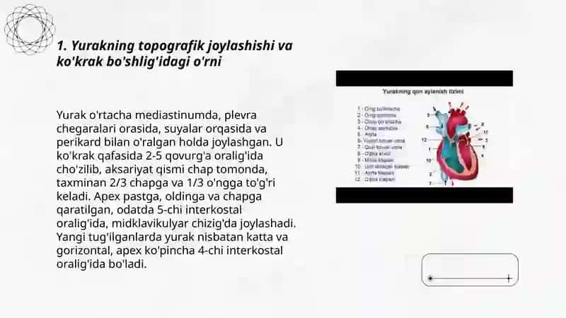 Yurak tuzilishi topografiyasi va funksional anatomiyasi 3
