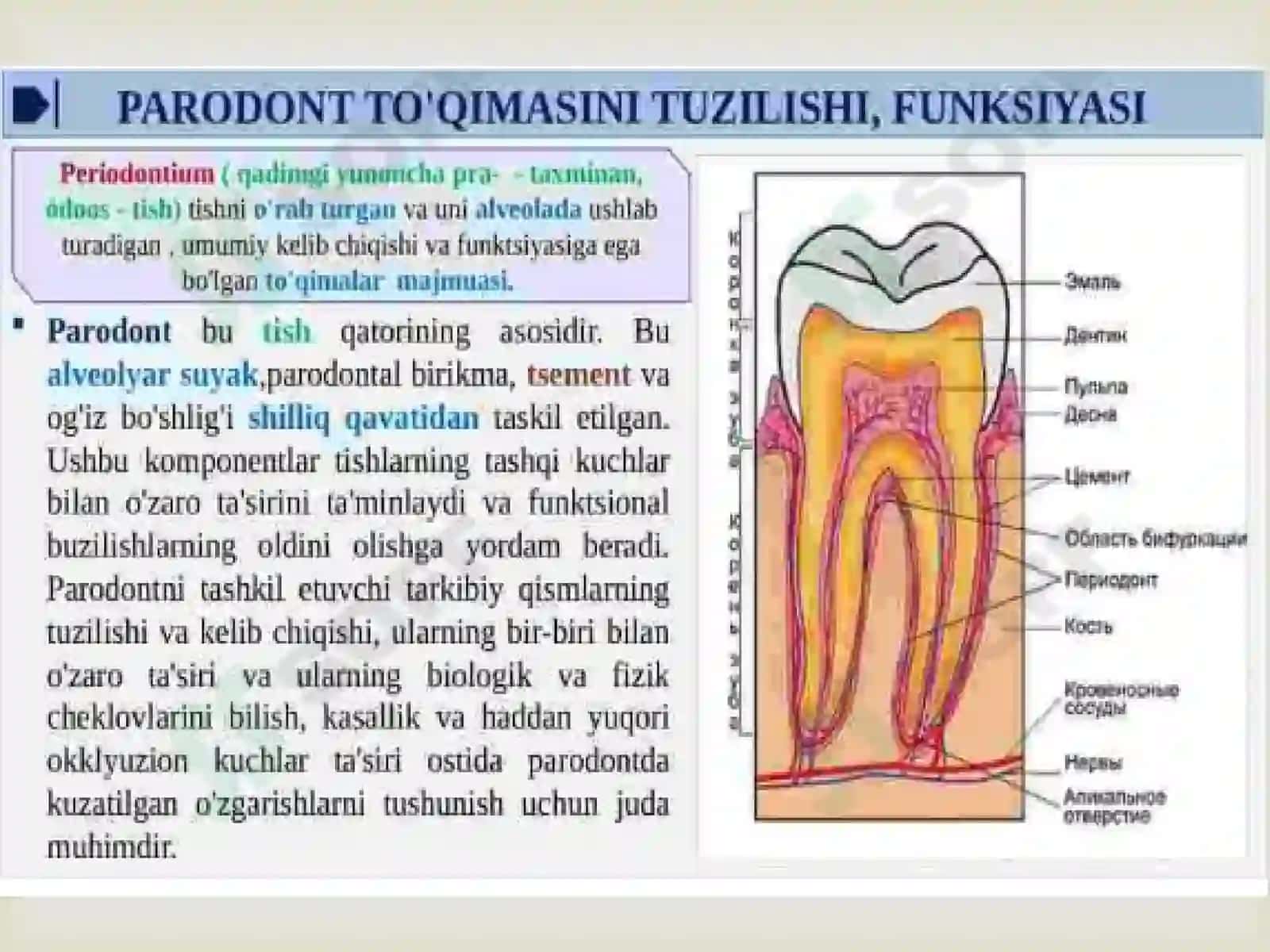Parodont  to’qimasini tuzilishi, funksiyasi. Parodont kasalliklarini tasnifi. 3