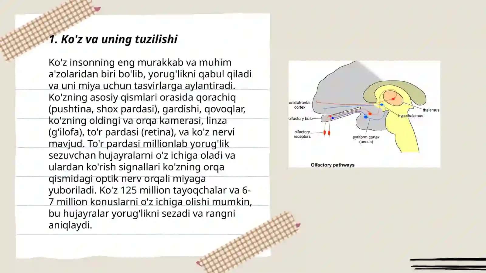 Inson kòrish analizatori anatomiyasi va fiziologiyasi 3