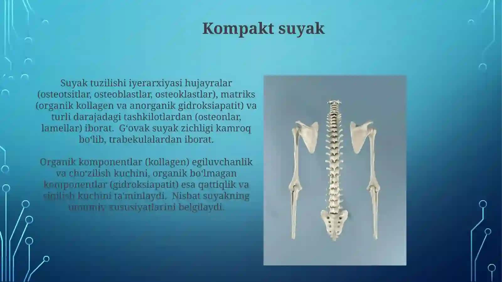 Suyaklarning tuzilishi va turlari 3