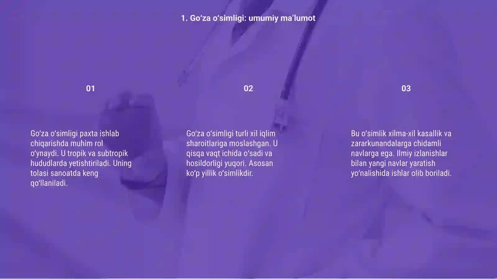 Go’za o’simligida eksperimental mutagenez 3