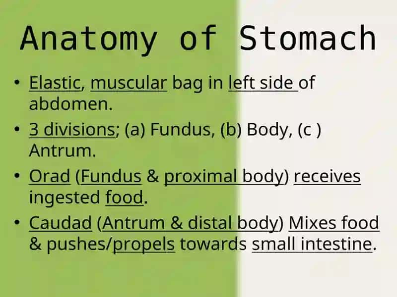 The movements of the stomach 3