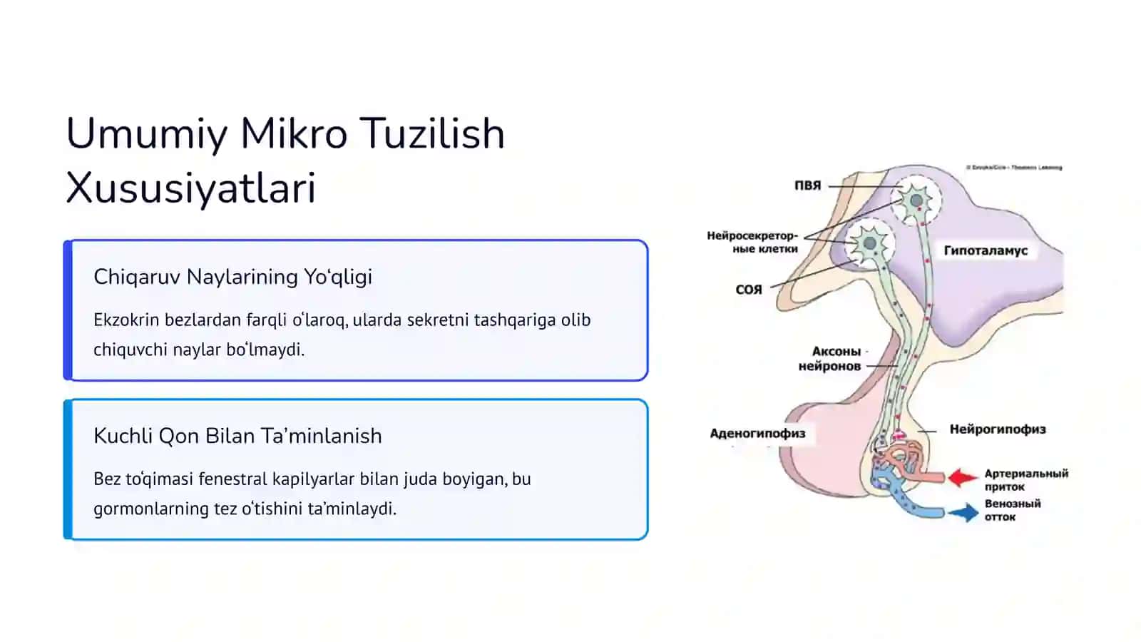 2-BOSQICH TALABASI TO’YEV QUTLIMURODNING ODAM VA HAYVONLAR FIZIOLOGIYASIDAN TAYYORLAGAN TAQDIMOTI 3