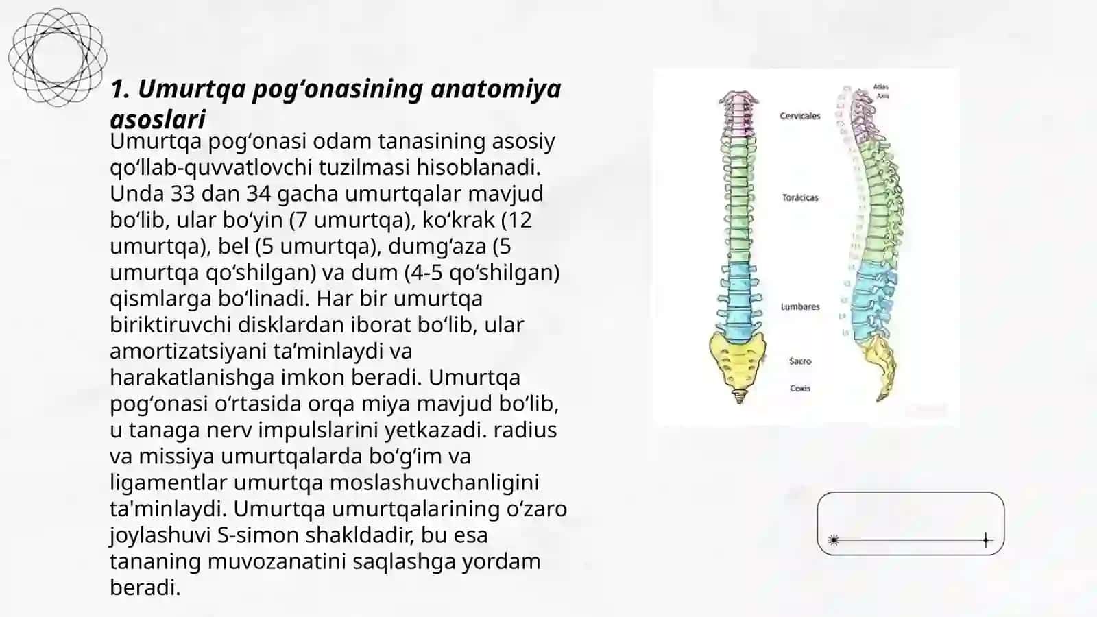 Umurtqa pogʻonasining tuzilishi 3