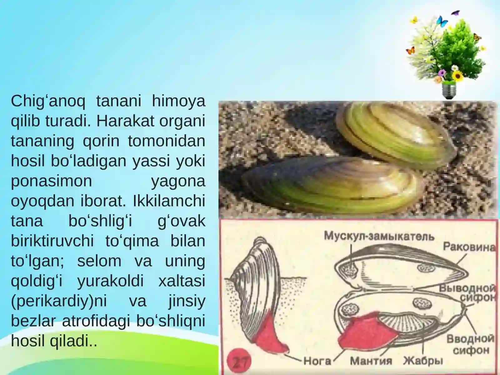 Molluskalar 3