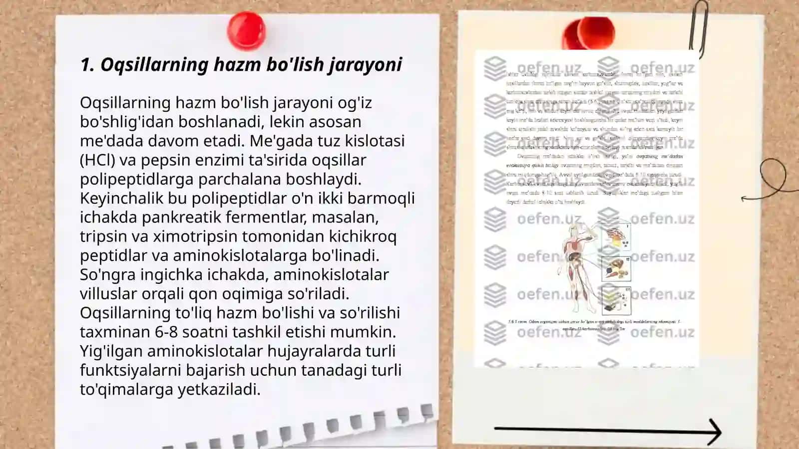 Oziq moddalar (oqsillar,yoģlar,uglevod,mineral tuzlar)ning qonga sorilish mexanizimi 3