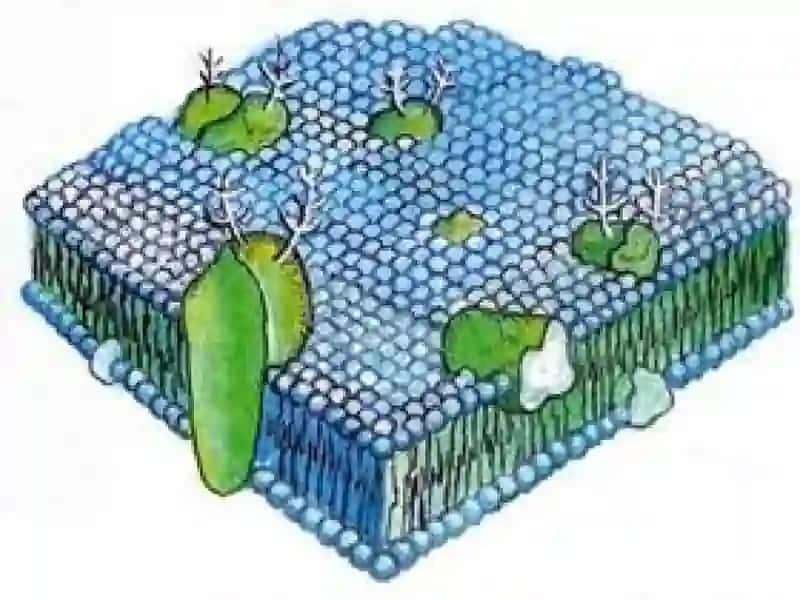 Plastik almashinuv. Oqsillar biosintezi. Genetik kod 3