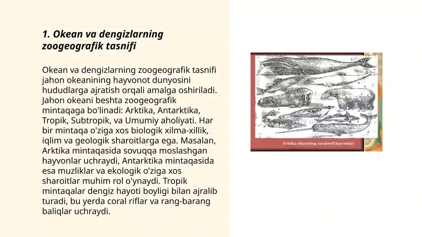 Okean va dengizlarning zoogeografik tasnifi 3