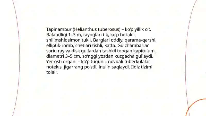 Tapinambur va Barat umumiy morfologiyasi belgilari biologiyasi 3