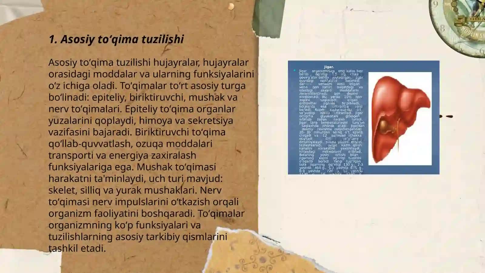 Asosiy toʻqima, mexanik toʻqima va oʻtkazuvchi toʻqima 3