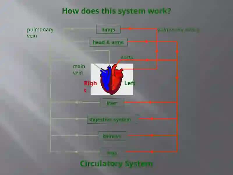 Circulatory System 3