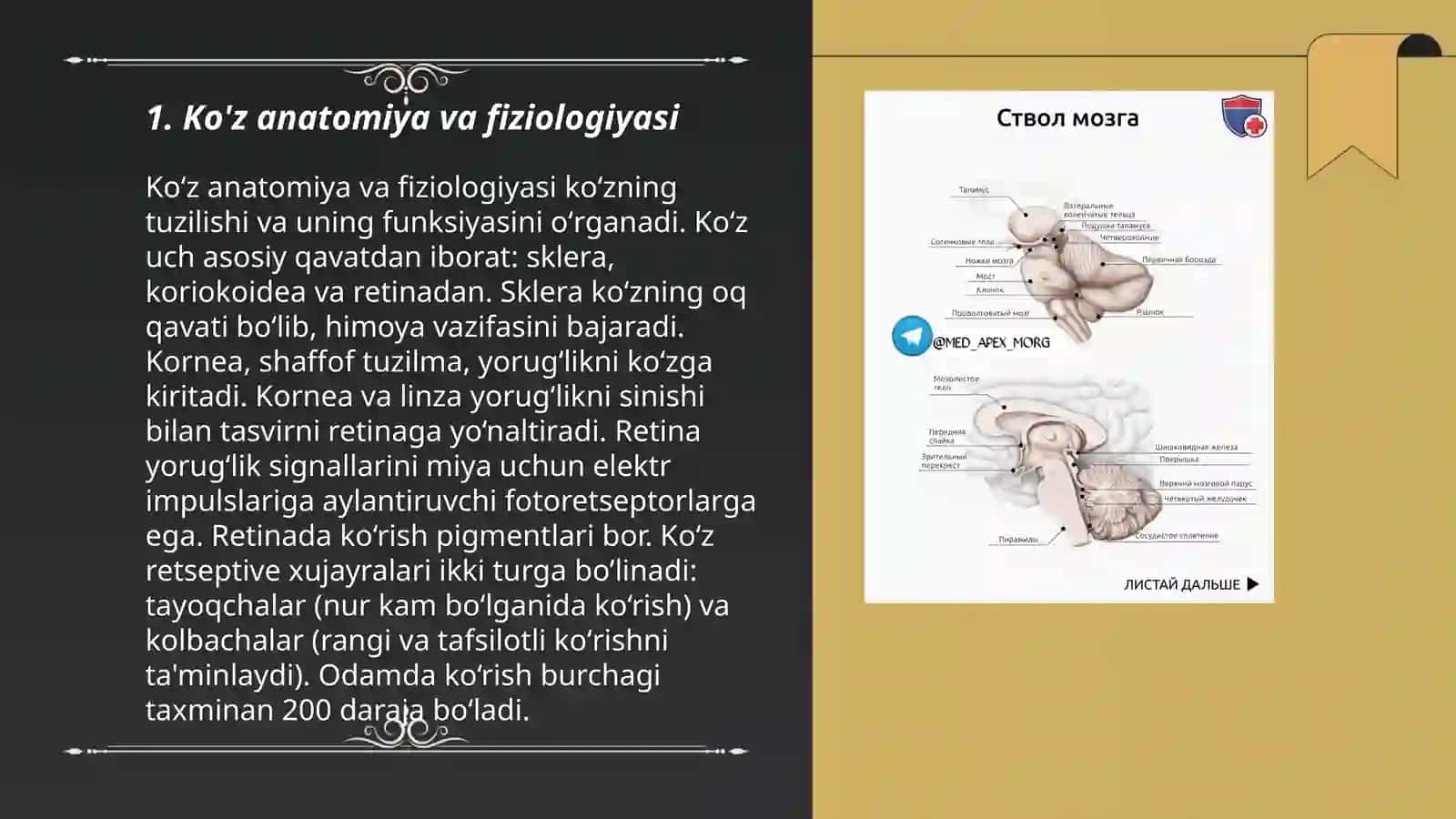 Inson sezgi organlarini anatomiyasi-fiziolgiyasini klaster metodi yordamida yoritish 3