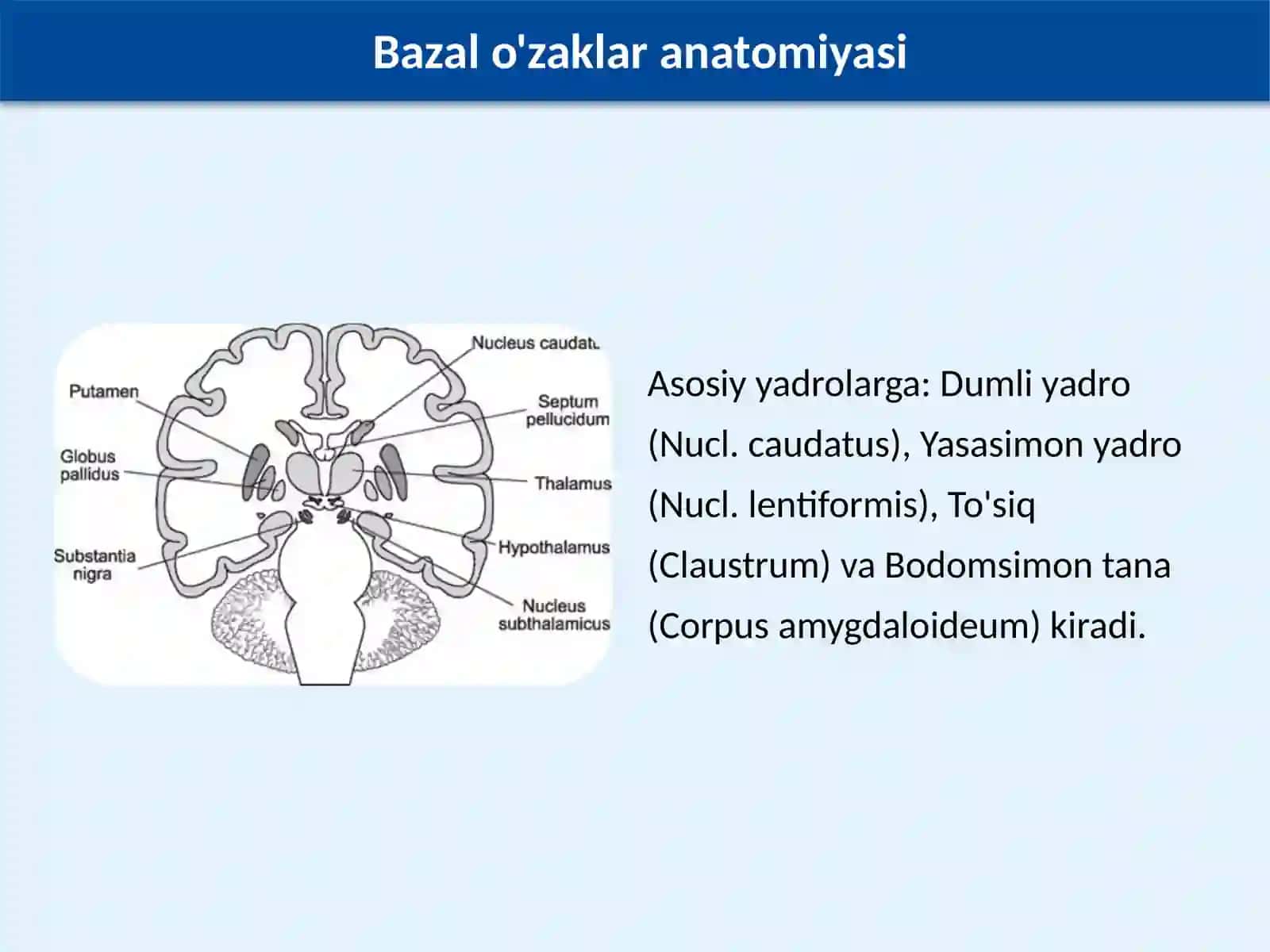 Bazal o'zaklarning kliniko-anatomik ahamiyati 3
