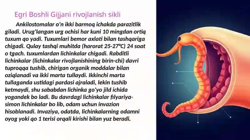 Egri Boshli Gijja 3