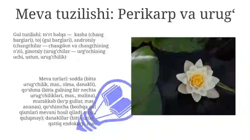 Meva tuzilishi va tiplari 3