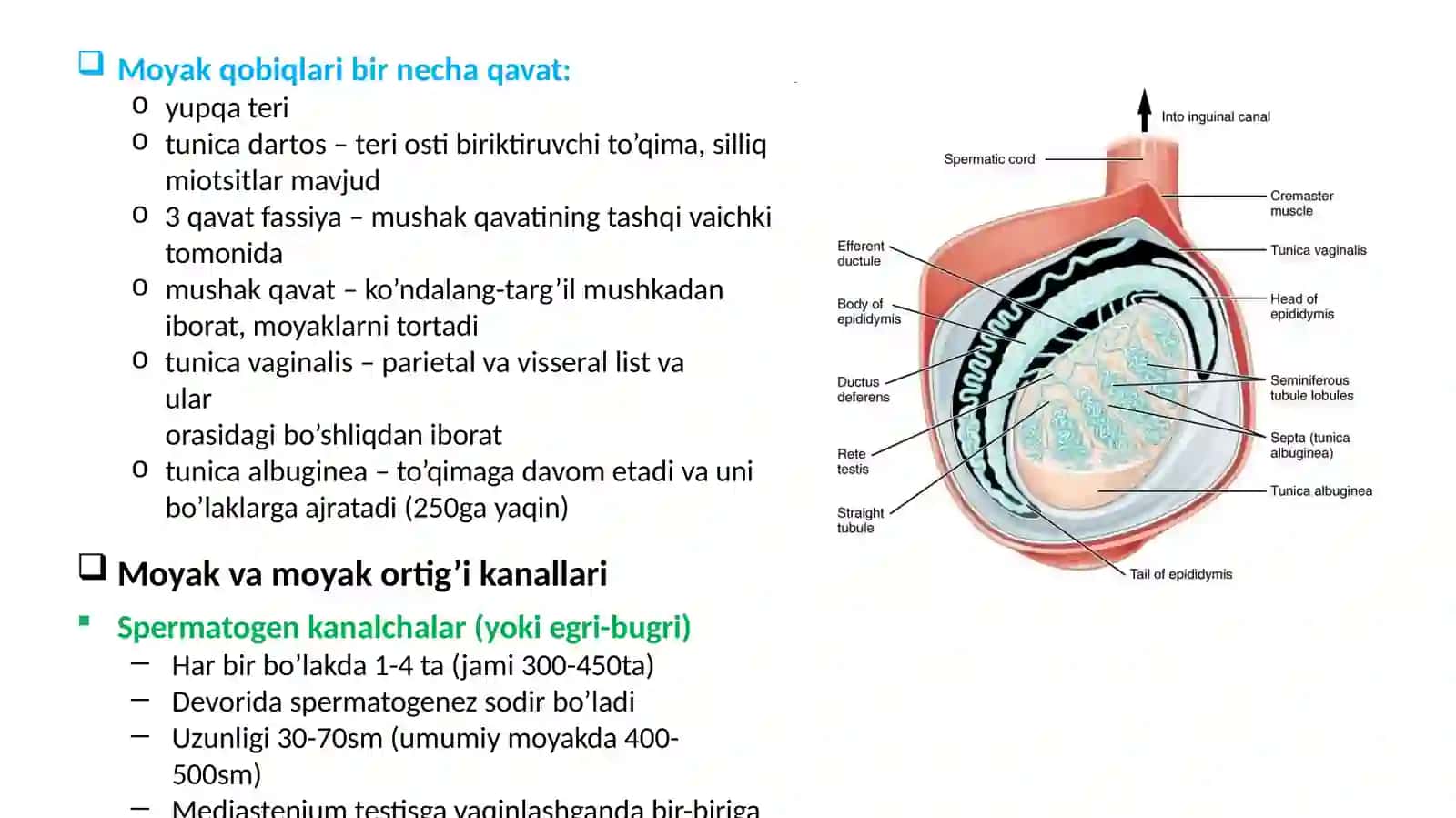 Erkaklar jinsiys sistemasi 3