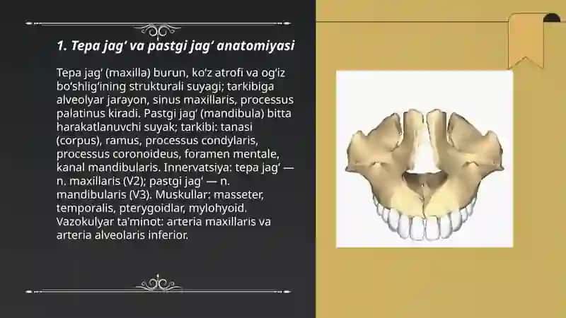 Tepa jagʻ va pastgi jagʻ anatomiyasi 3