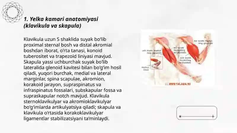Yelka _kamari va yelka mushaklari 3