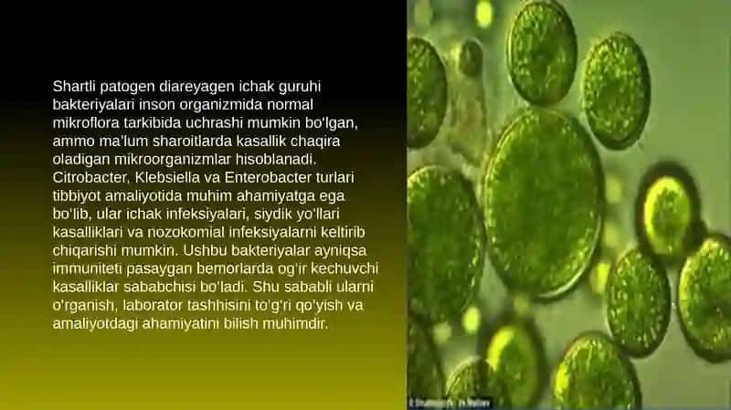 Shartli patogen diareyagen ichak guruhi bakteriyalari 3