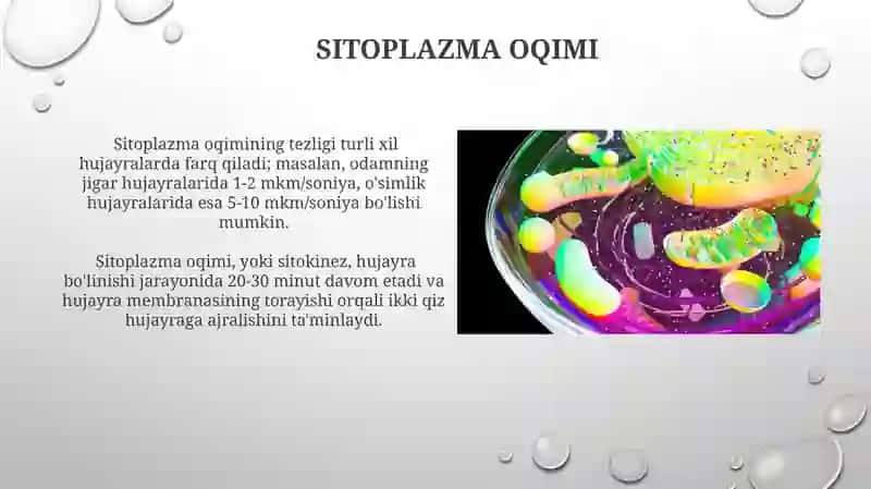 Hujayra sitoskeletining strukturaviy va funksional tashkil etilishi 3