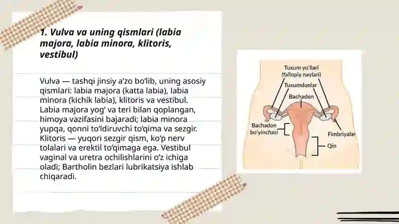 Ayollar jinsiy aʼzosining anatomiyasi va fiziologiyasi 3