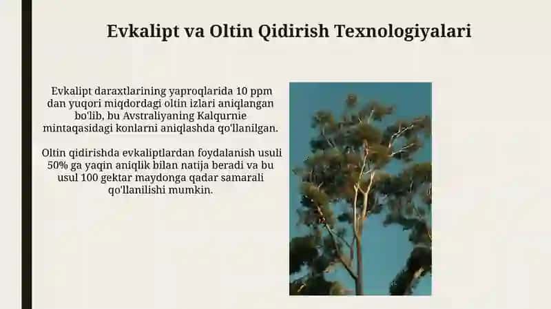 Evkalipt va Oltin Qidirish Texnologiyalari 3