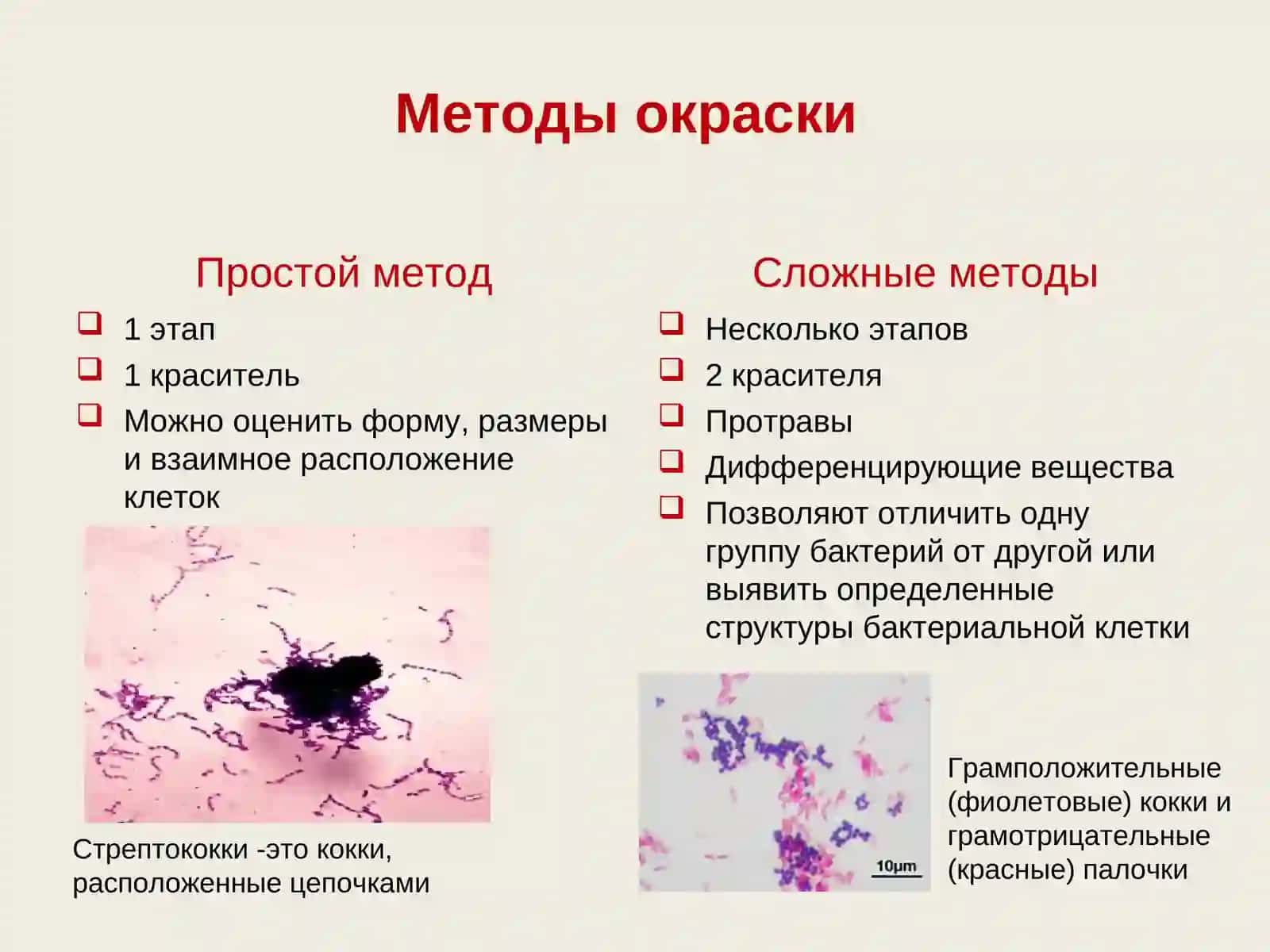 Морфология микроорганизмов.Методы окраски 3