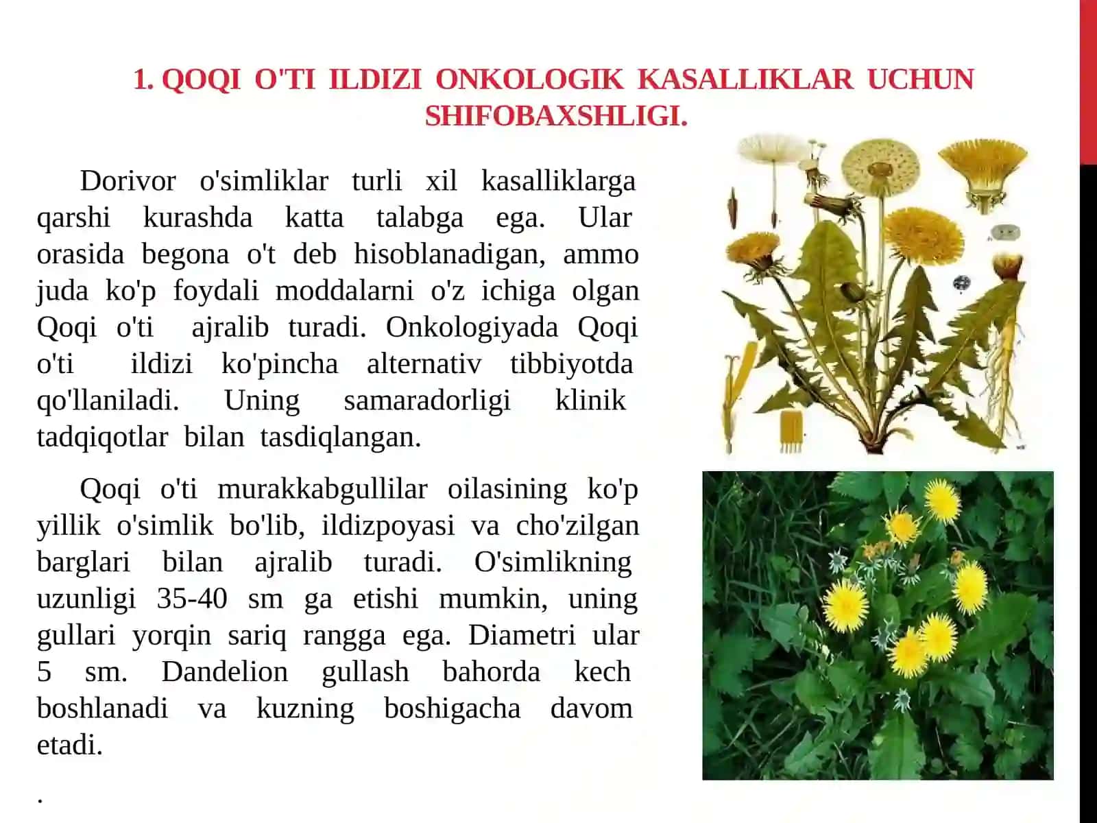 ONKOLOGIK KASALLIKLARNI DAVOLASH UCHUN TAVSIYA ETILGAN O’SIMLIK VA YIG’MALAR 3