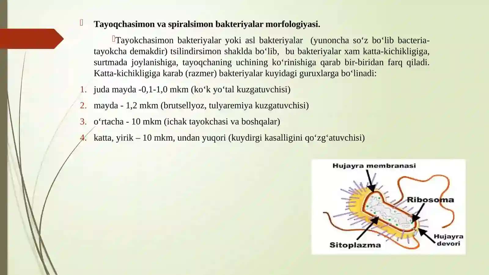 Bakteriya hujayrasining tuzilishi: bakteriya hujayrasini doimiy bo‘lgantuzilmalari va ularni o‘rganish usullari. 3