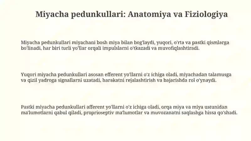 Miyacha pedunkullari: Anatomiya va Fiziologiya 3