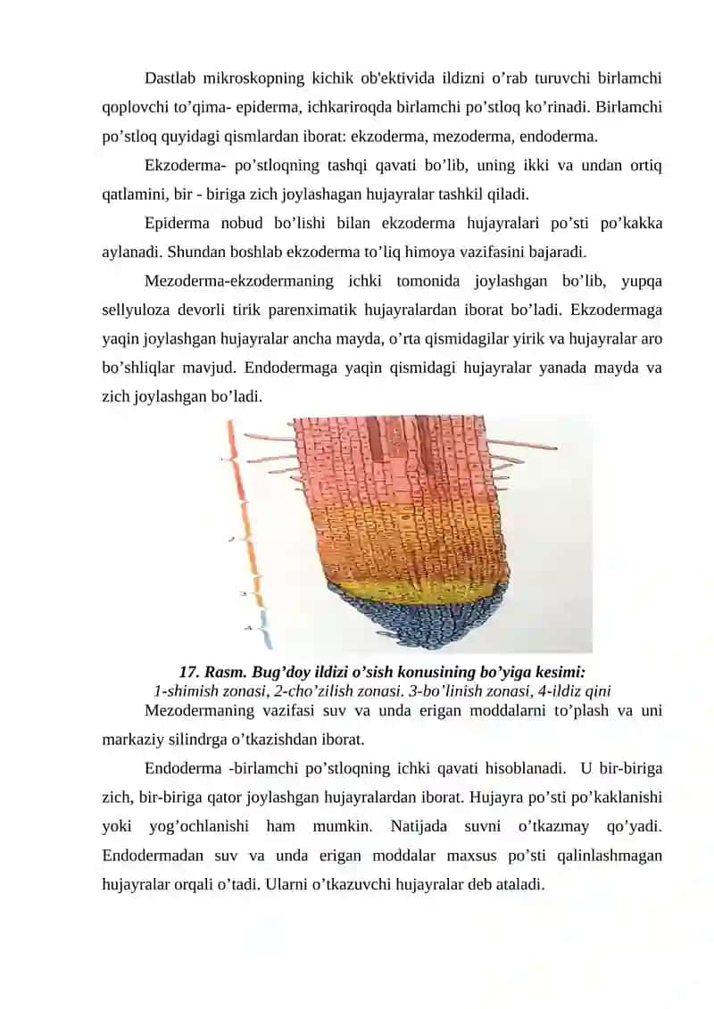 Ildiz anatomiyasi 3
