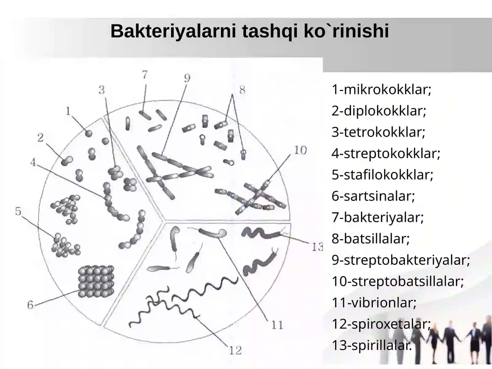 Bakteriyalar harakatchanligini oʻrganish 3