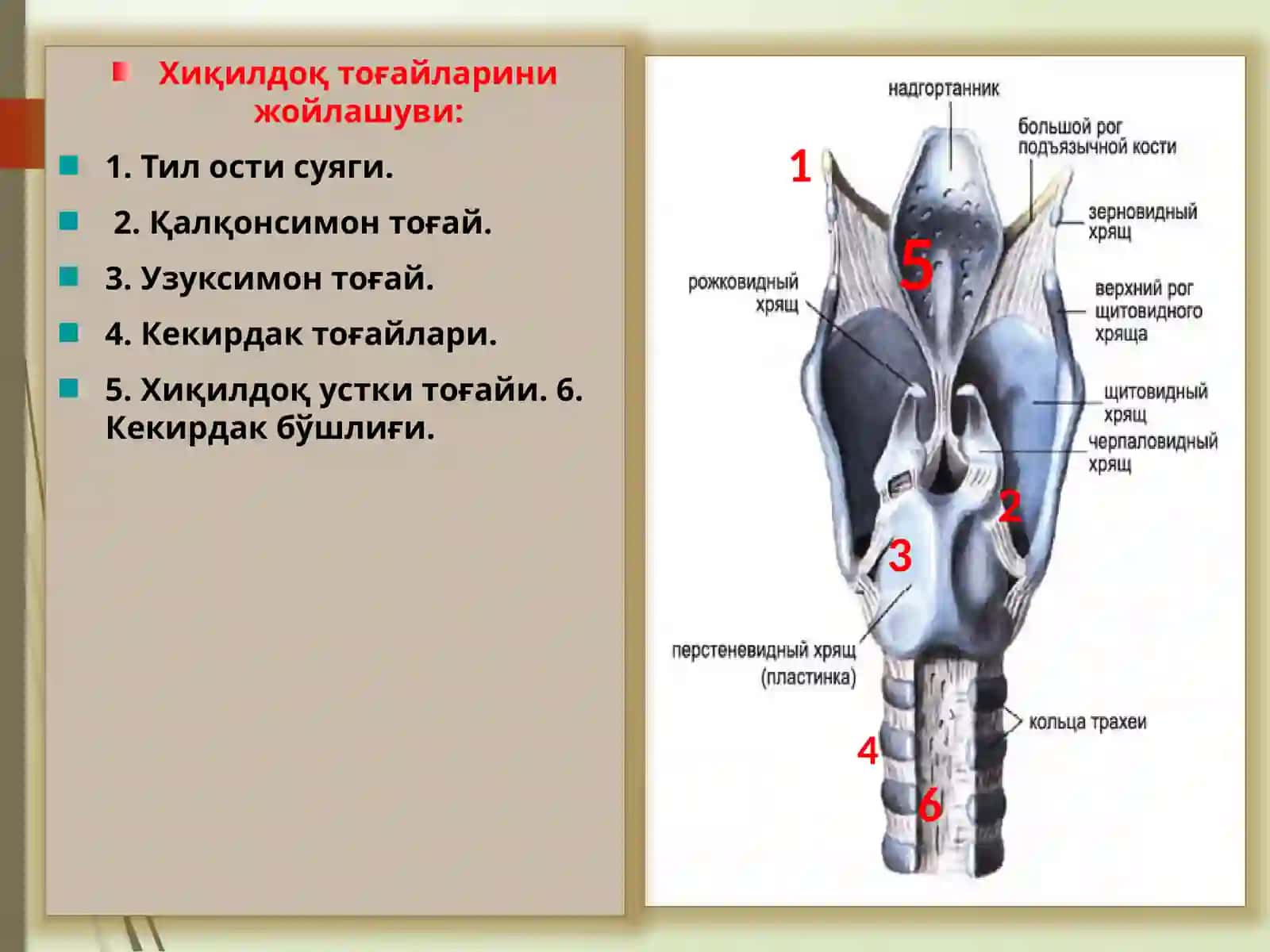 ХИҚИЛДОҚНИКЛИНИК АНАТОМИЯСИ 3