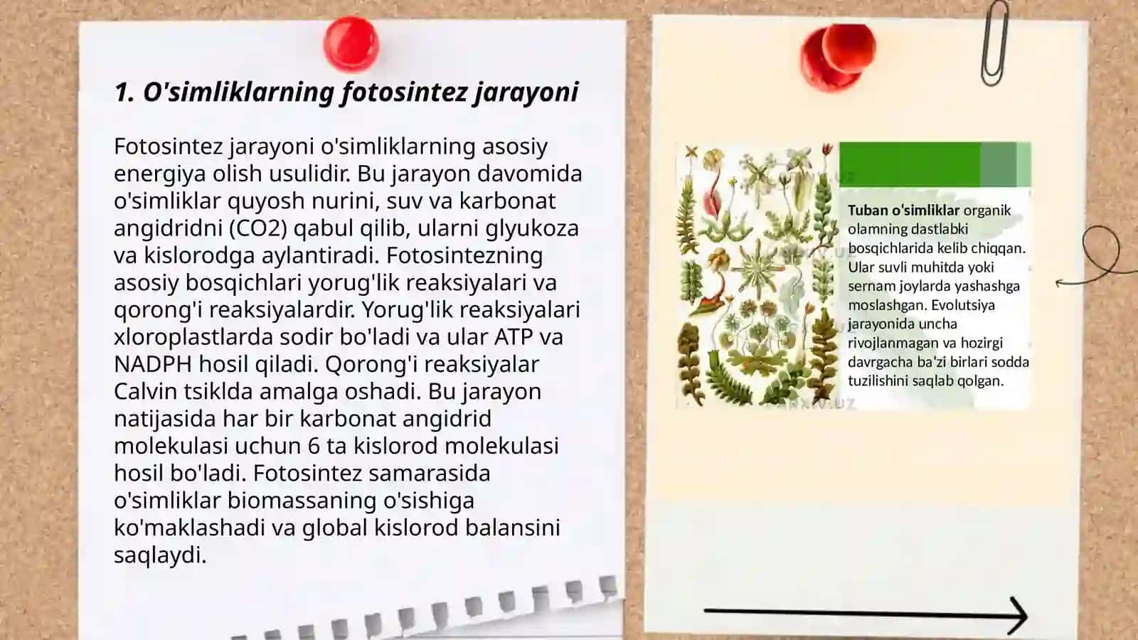 O'simliklar dunyosi va ularni hayot tarzi haqidagi bilimlarni boyitish va tahlil qilish 3