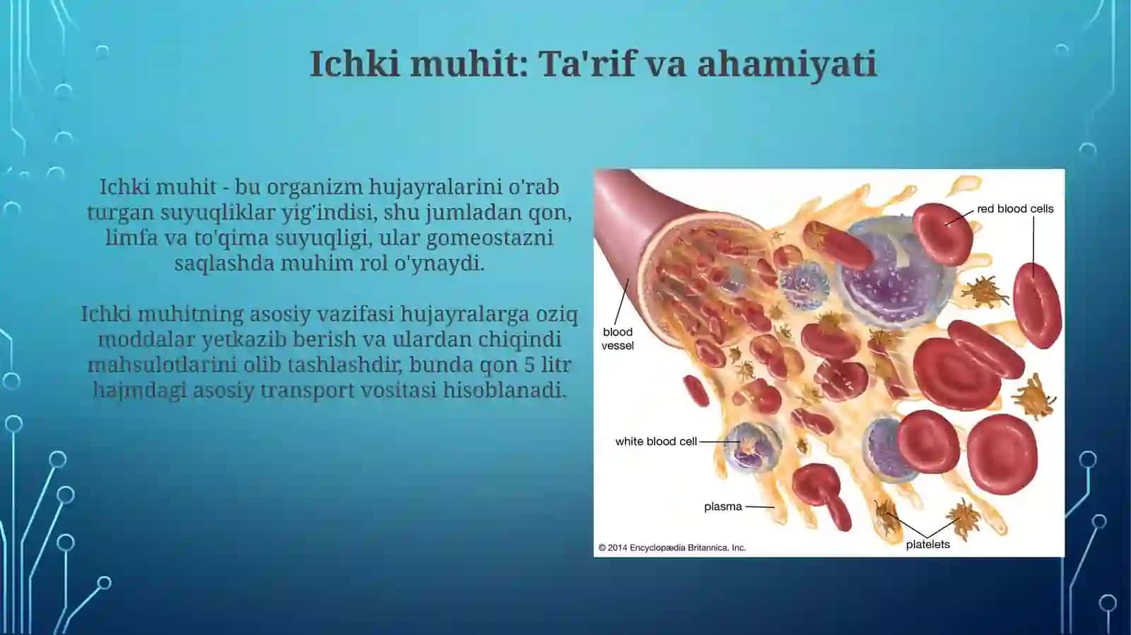 Ichki muhit toʻqimasi qon va limfa 3