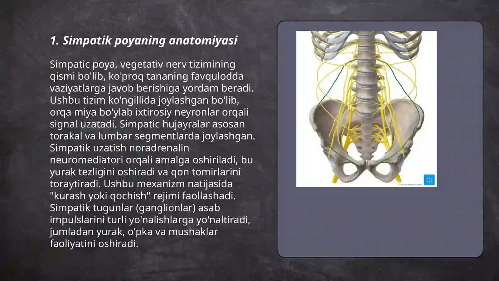 Simpatik poyaning Dumŭaza simpatik poyalari 3