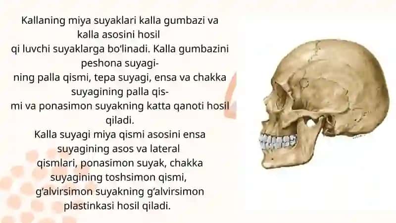 Kallaning miya qismi suyaklari 3