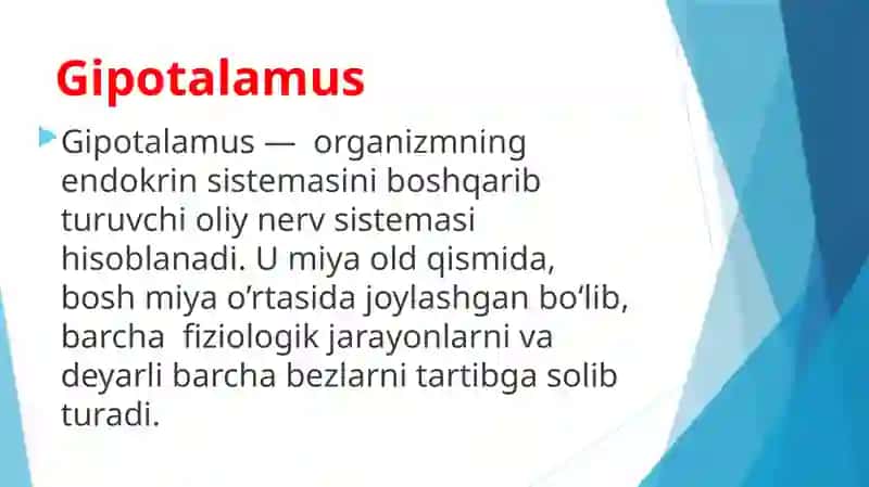 Gipotalamus 3