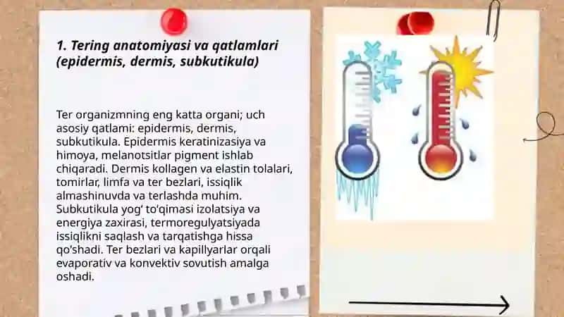 Ter fiziologiyasi, termoregulyatsiya 3