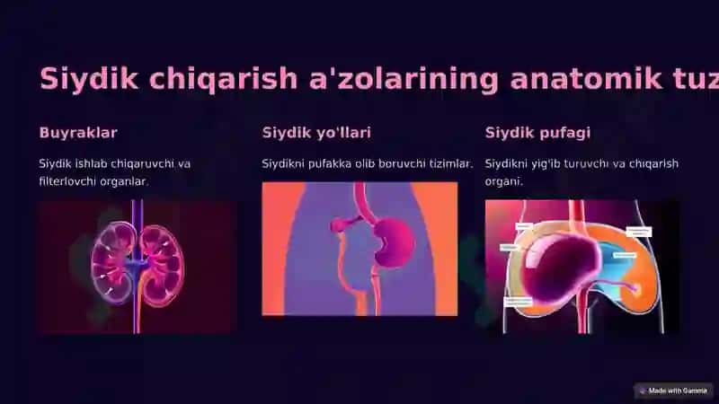 Siydik hosil qilish va ajratish semiotikasi 3