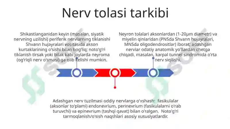 Adashgan nerv 3