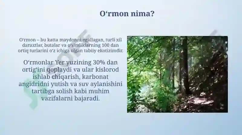 O'rmon va uning boyliklari 3