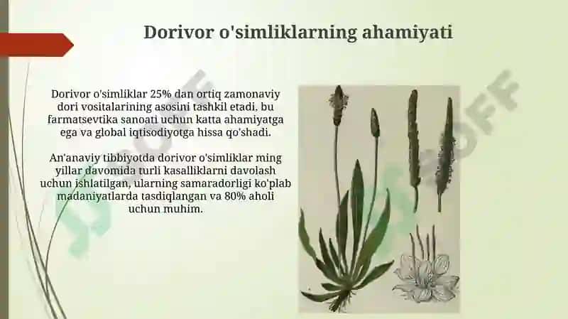 Dorivoroʻsimliklarvaularniqaytatiklashvamuhofazaetishyoʻllari 3